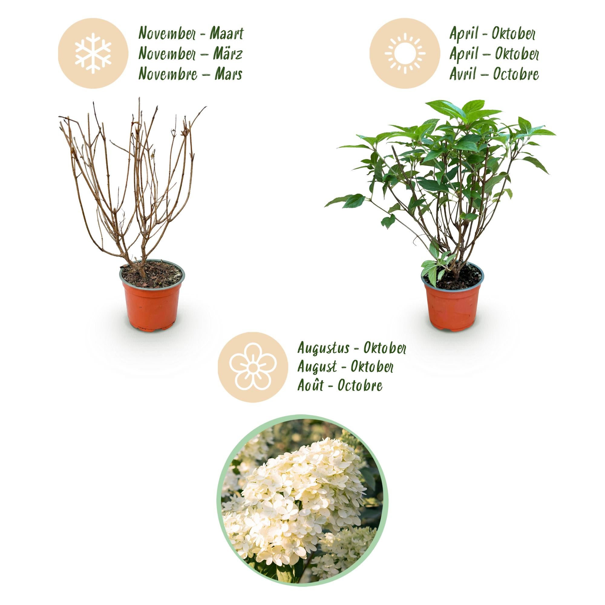Hydrangea panniculata Limelight - Pluimhortensia - Winterhard - Lime Groen - 1 Plant - Pot 12cm - Hoogte Hoogte 20-30cm