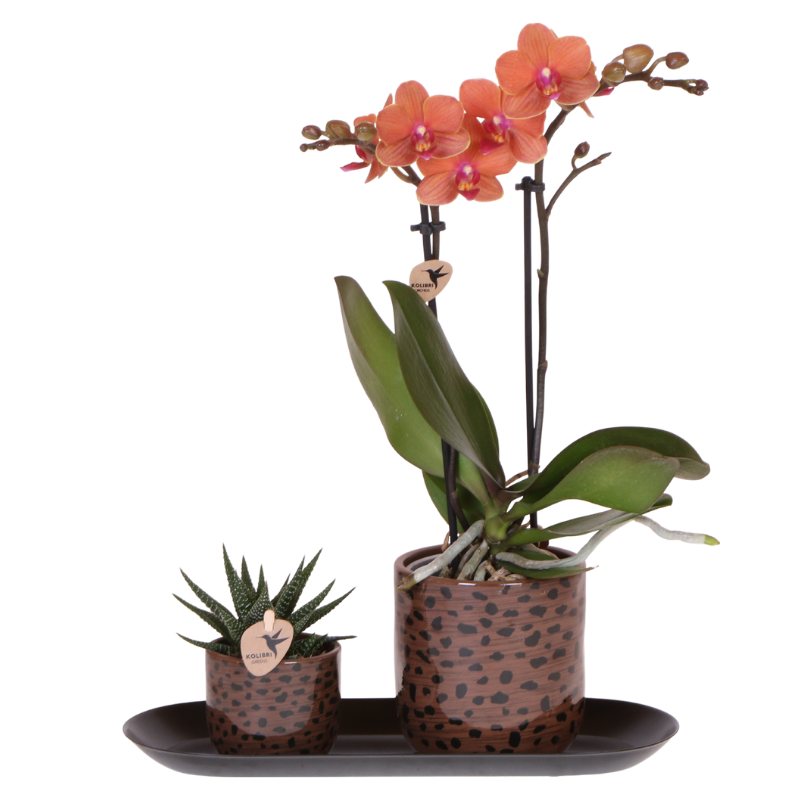 Kolibri Orchids | Giftset Leopard | Bolzano orchidee oranje Ø9cm + groene plant Ø6cm – incl. leopard sierpotten & zwart dienblad – vers van de kweker