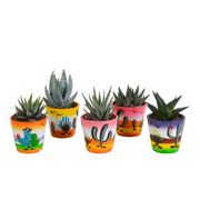 Gasteria/Haworthia mix 5,5cm - 5x - in Mexicaanse pot