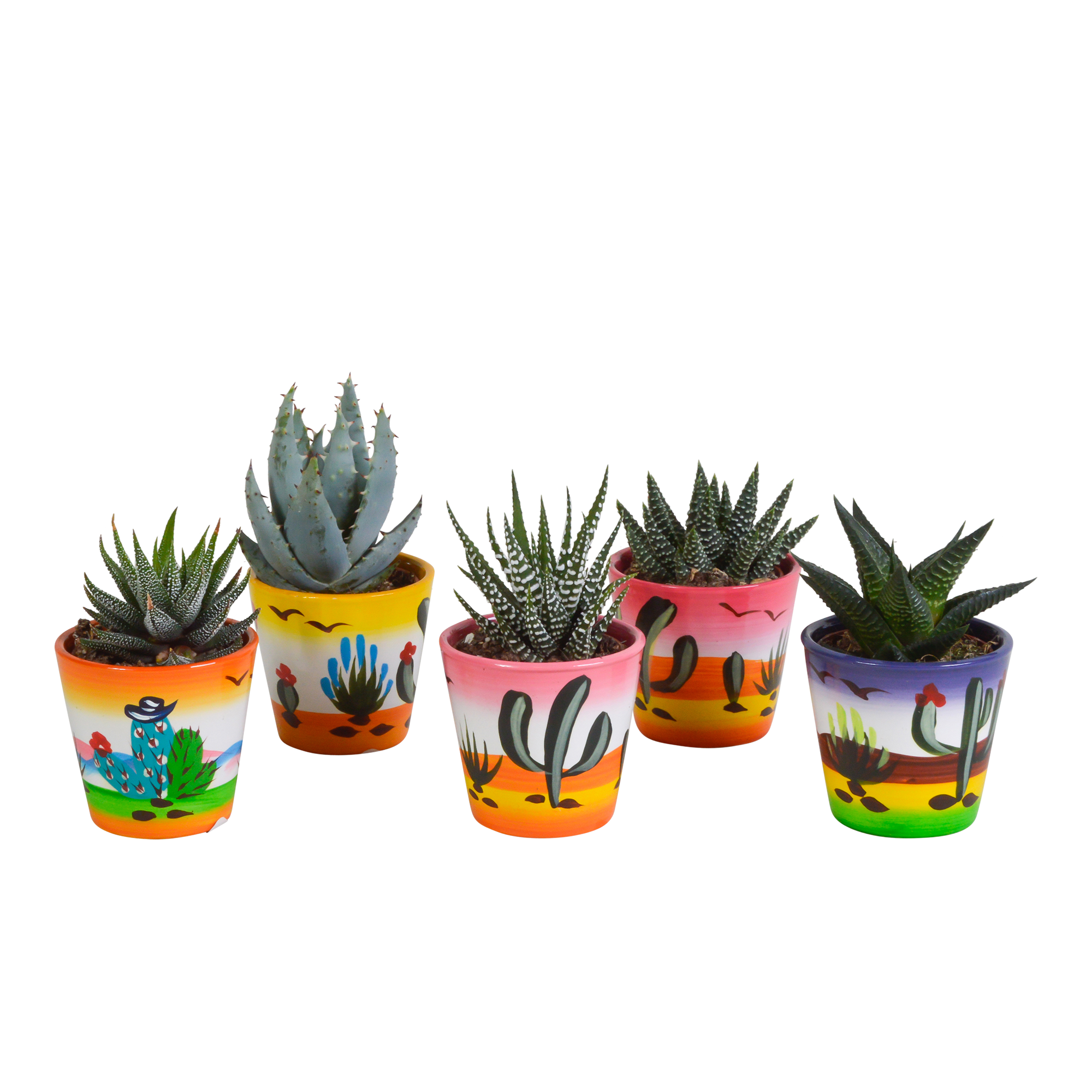 Gasteria/Haworthia mix 5,5cm - 5x - in Mexicaanse pot