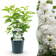 Syringa vulgaris mme Lemoine - Gewone Sering - Winterhard - Wit - 1 Plant - Pot 17cm - Hoogte 45cm