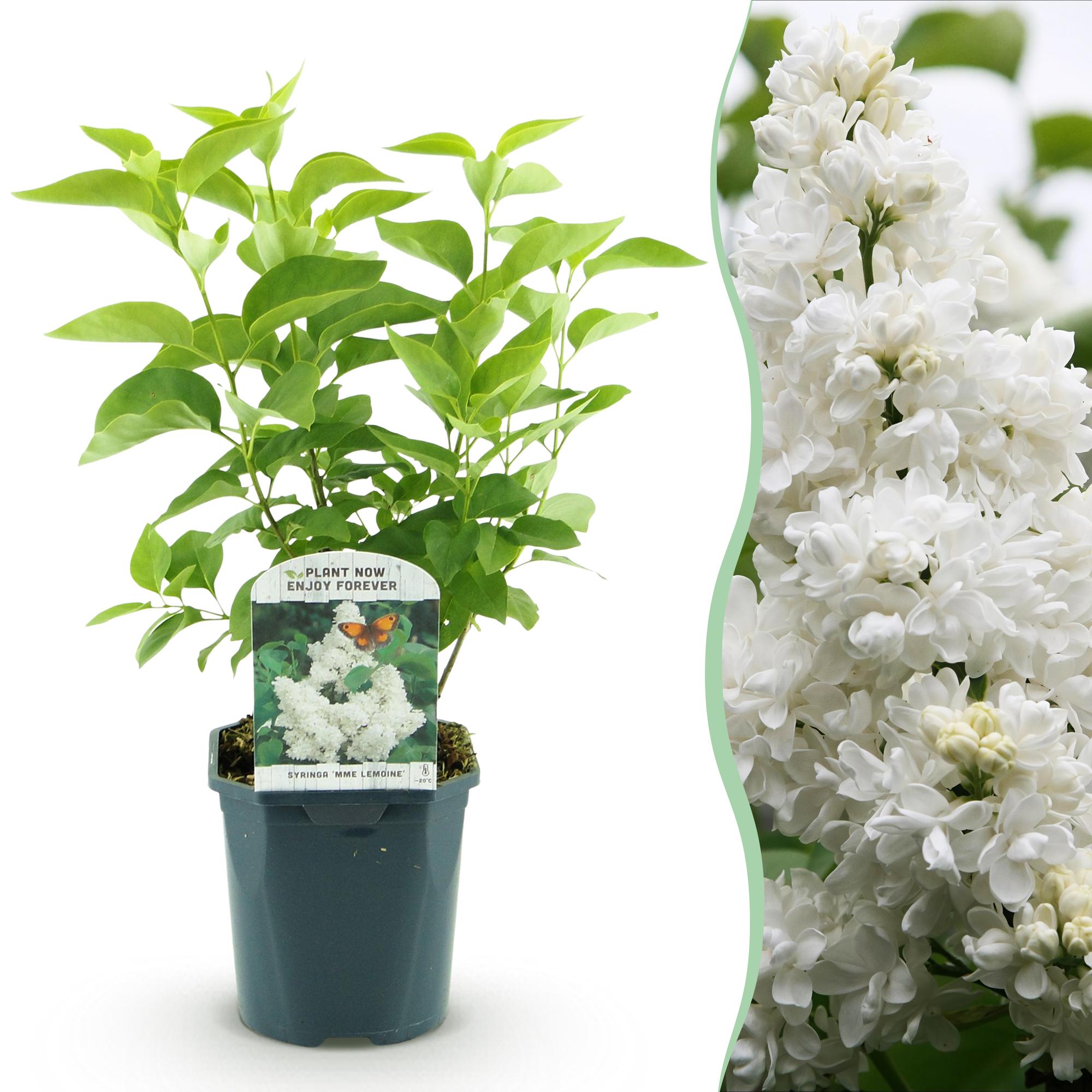 Syringa vulgaris mme Lemoine - Gewone Sering - Winterhard - Wit - 1 Plant - Pot 17cm - Hoogte 45cm