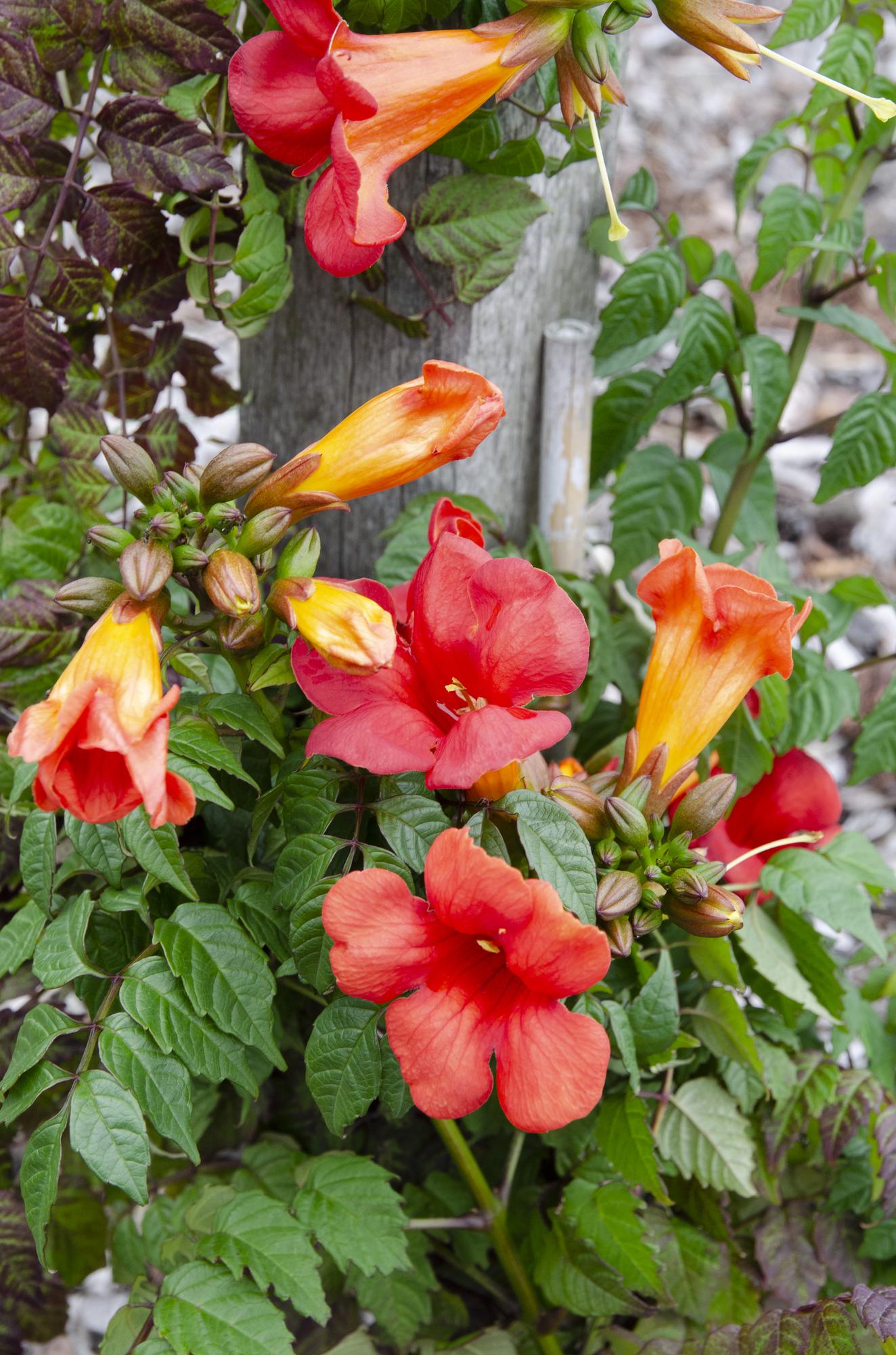 Campsis Summer Jazz Feuertrompete - Ø19cm - ↕70cm - Ø15 - ↨65cm