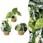 Baby Alocasia Tricolour Variegata 3x - Groen - Zwart - Variegata - Tropisch - incl. Linnea Honey - Ø6cm - ↕5-15cm