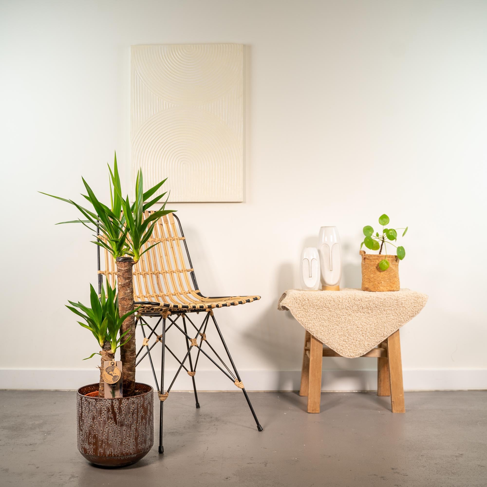 Yucca con vaso - ↨100cm - Ø21cm