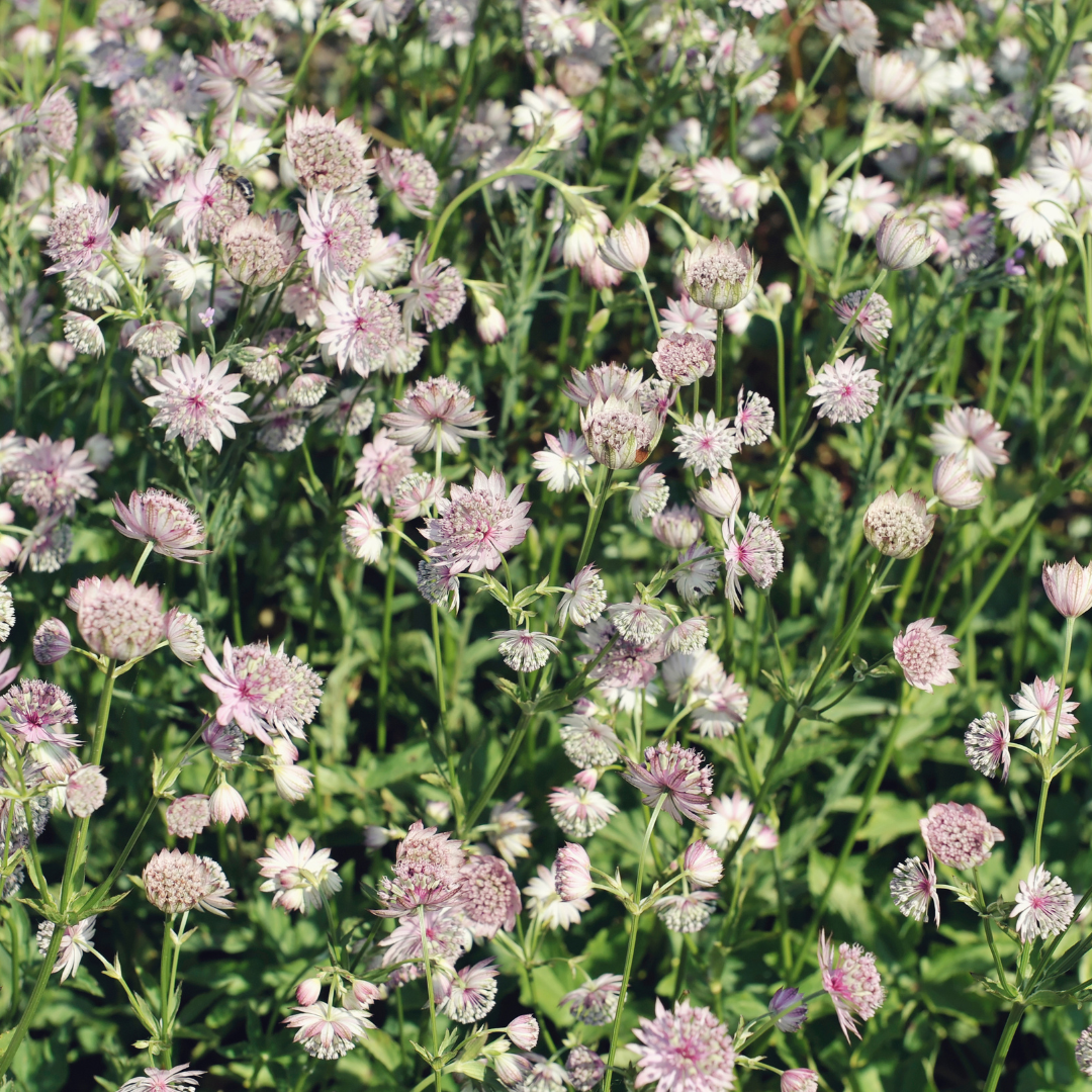 12x Astrantia major - ↕10-25cm - Ø9cm