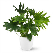 Philodendron Lickety split - Groen - Weinig onderhoud - 1 Plant - met Potter Wit - Pot 19cm - Hoogte 70cm