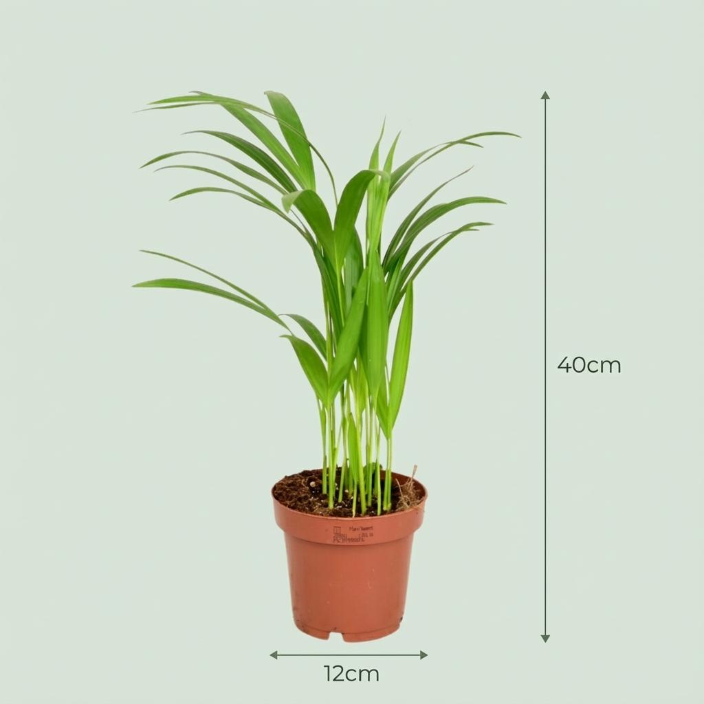 Areca - Dypsis Lutescens - Goudpalm - Ø12 cm - Hoogte: 40 cm 4x