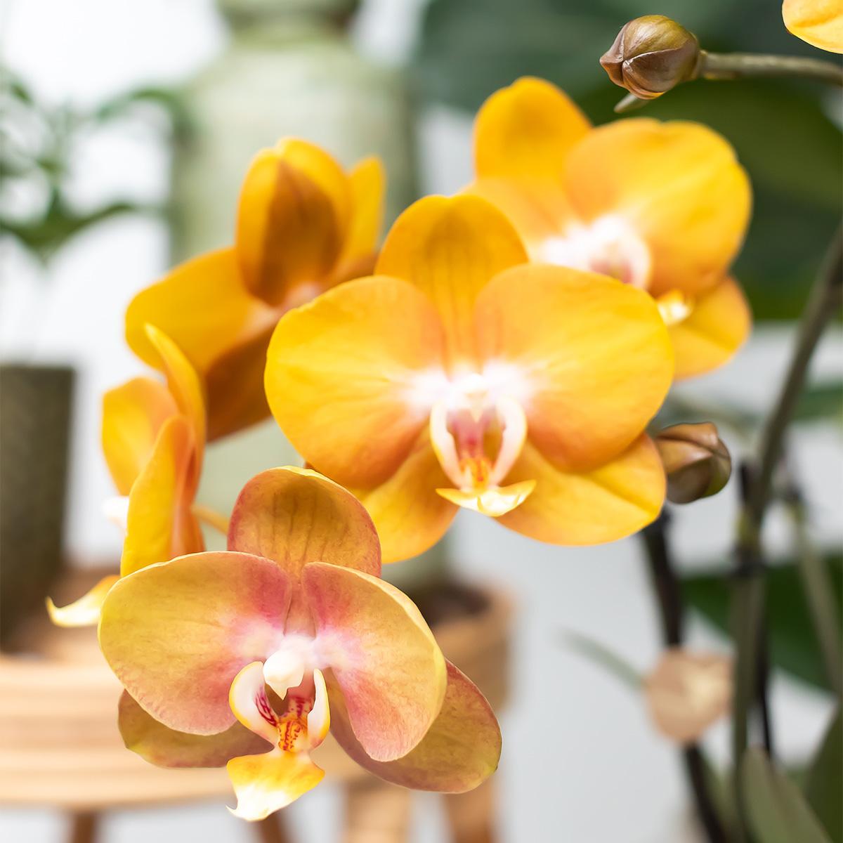 Kolibri Orchids | oranje orchideeënset in Honey dish incl. waterreservoir | drie oranje orchideeën Las Vegas12cm | Mono Bouquet wit met zelfvoorzienend waterreservoir