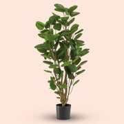Polyscias-Baum - 105 cm - Künstliche Pflanze