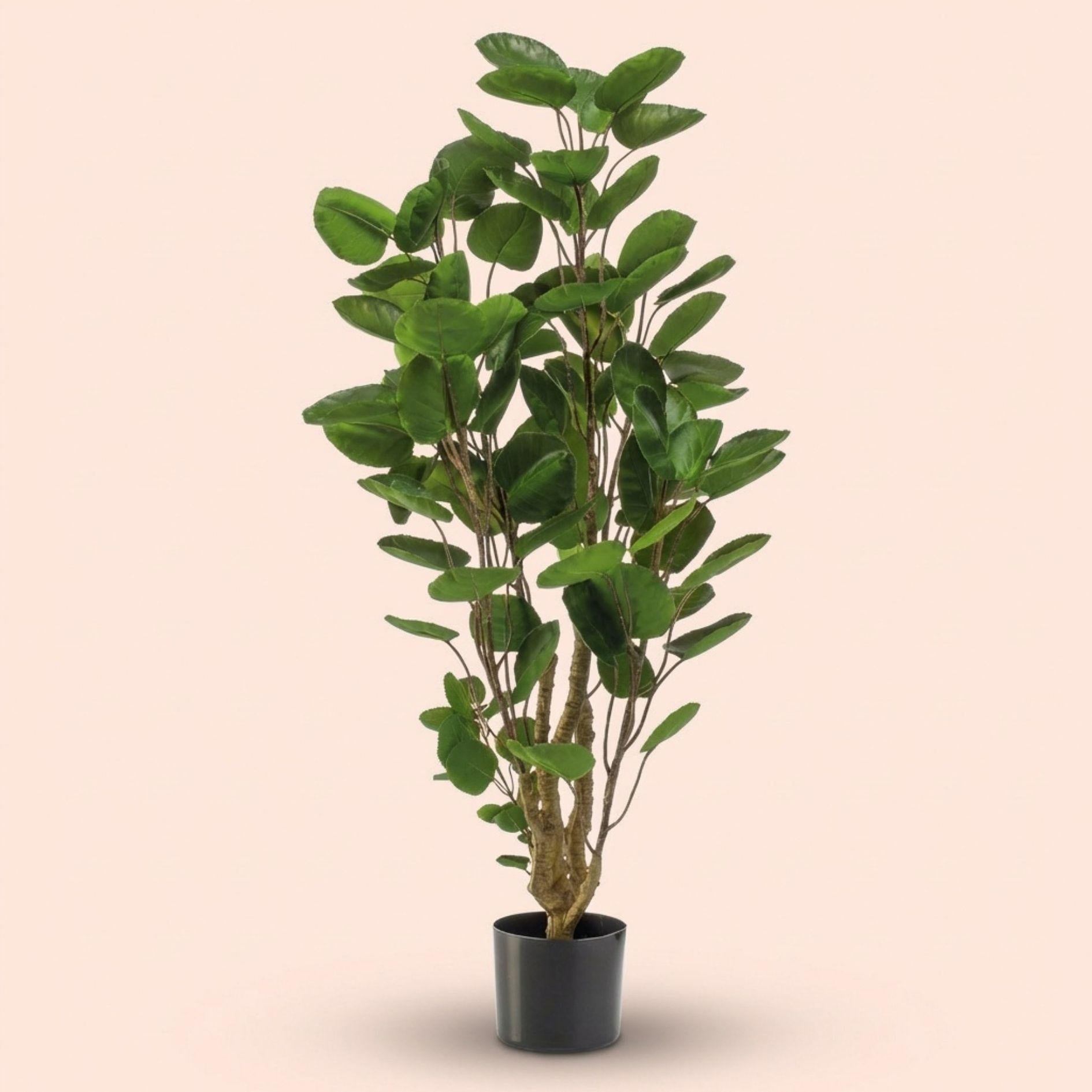 Polyscias-Baum - 105 cm - Künstliche Pflanze