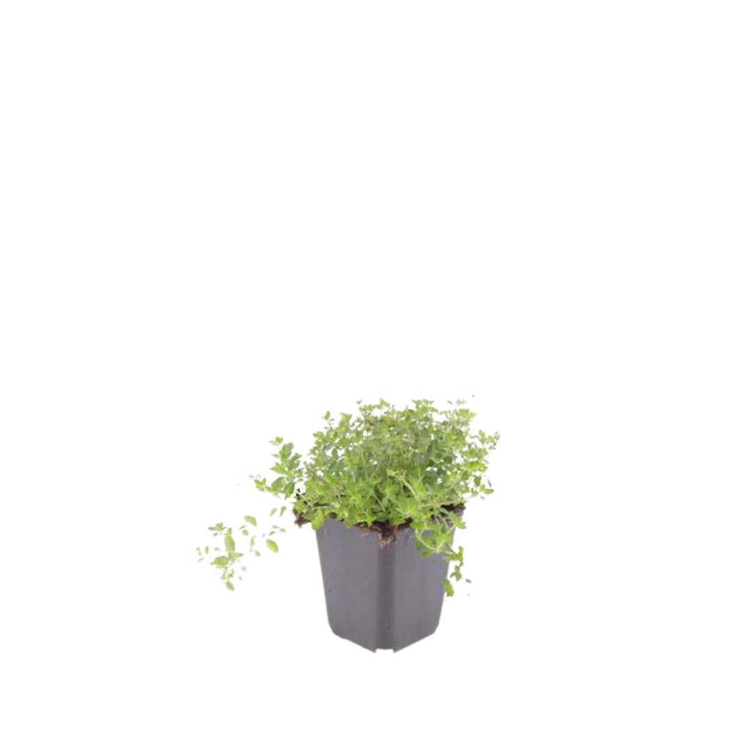12x thymus serpyllum - ↕10-25cm - Ø9cm