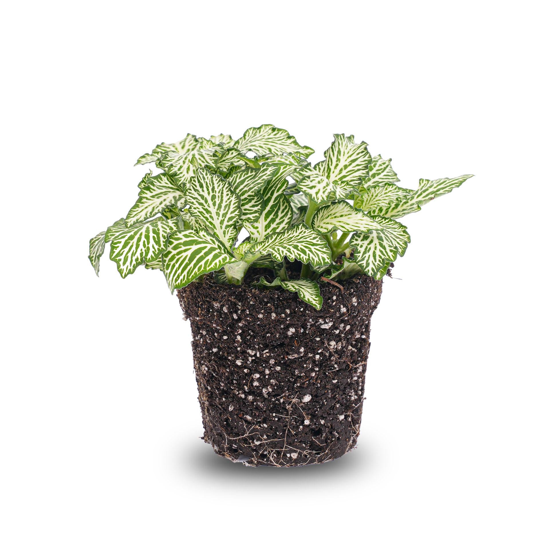 Fittonia White - White Tiger - Plante mosaïque - Plante pour terrarium - Pot de 8 pouces