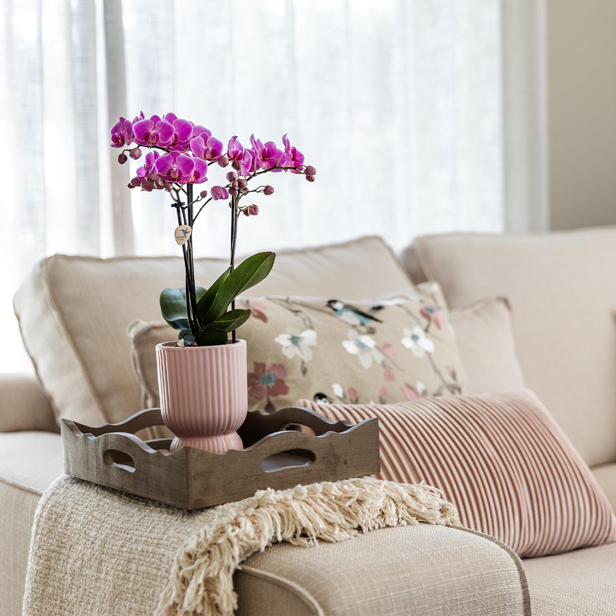 Kolibri Orchideen | Rosa-violette Phalaenopsis-Orchidee – El Salvador + Diabolo Pink – Topfgröße Ø 9 cm | Blühende Zimmerpflanze – frisch vom Züchter