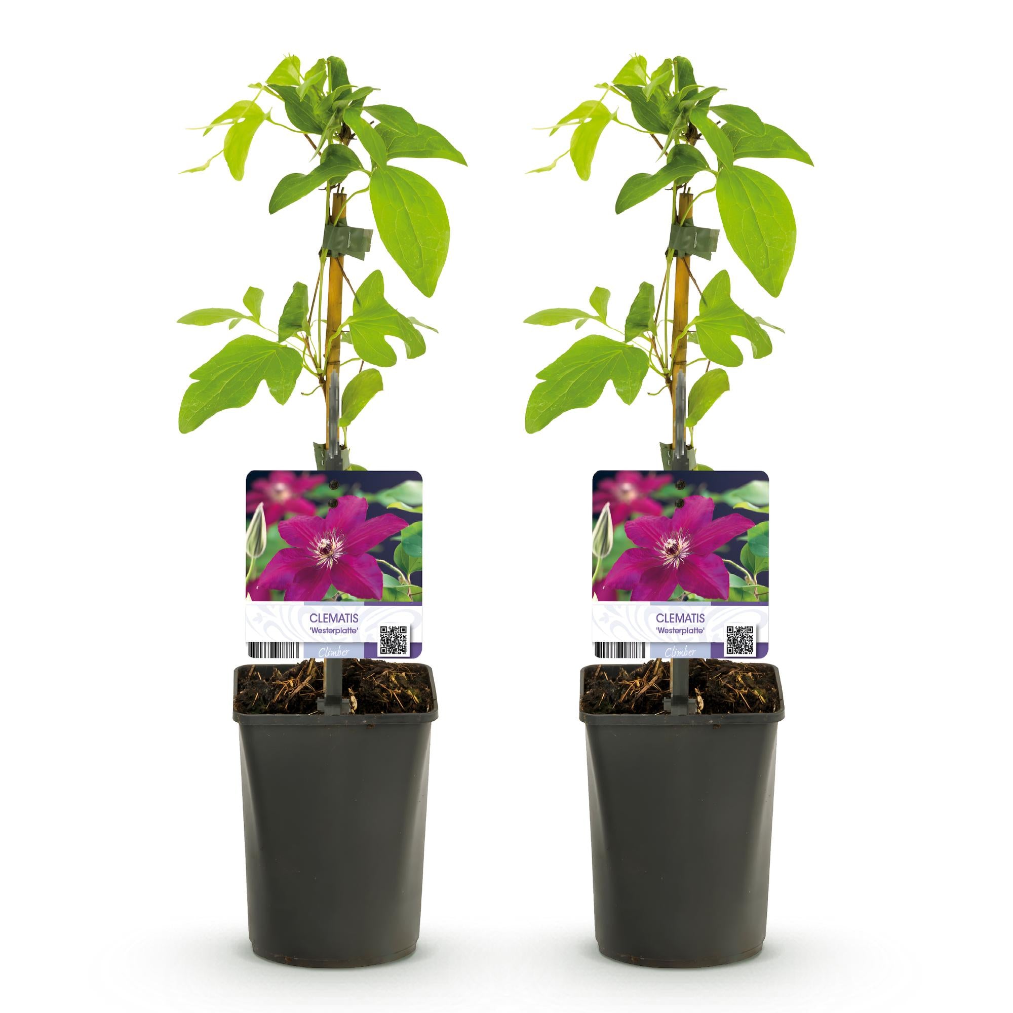 Clematis Westerplatte - Bloem Rood - Weinig onderhoud -2 planten -  Pot 11cm Hoogte 40cm