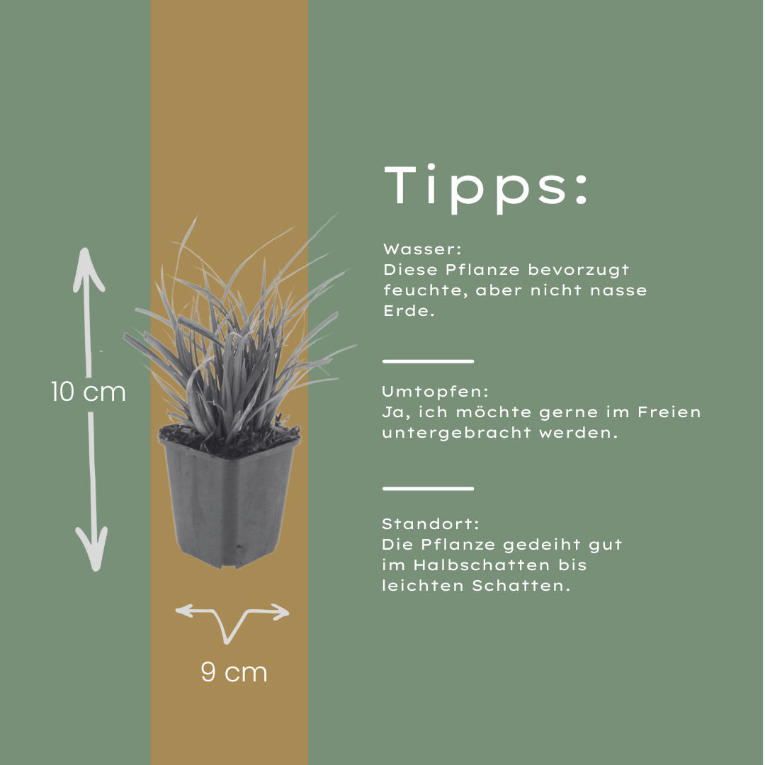 12x Carex morrowii - ↕10-25cm - Ø9cm