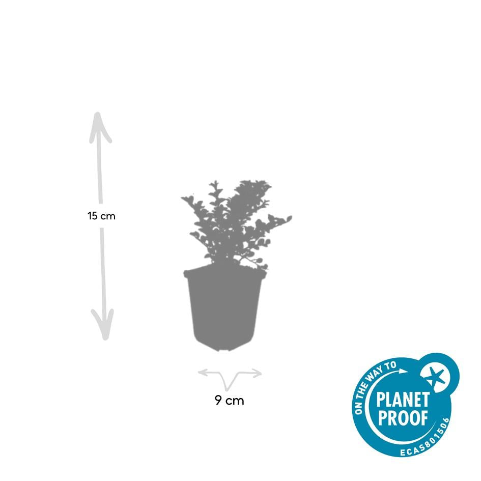 48x Cotoneaster horizontalis - ↕10-25cm - Ø9cm