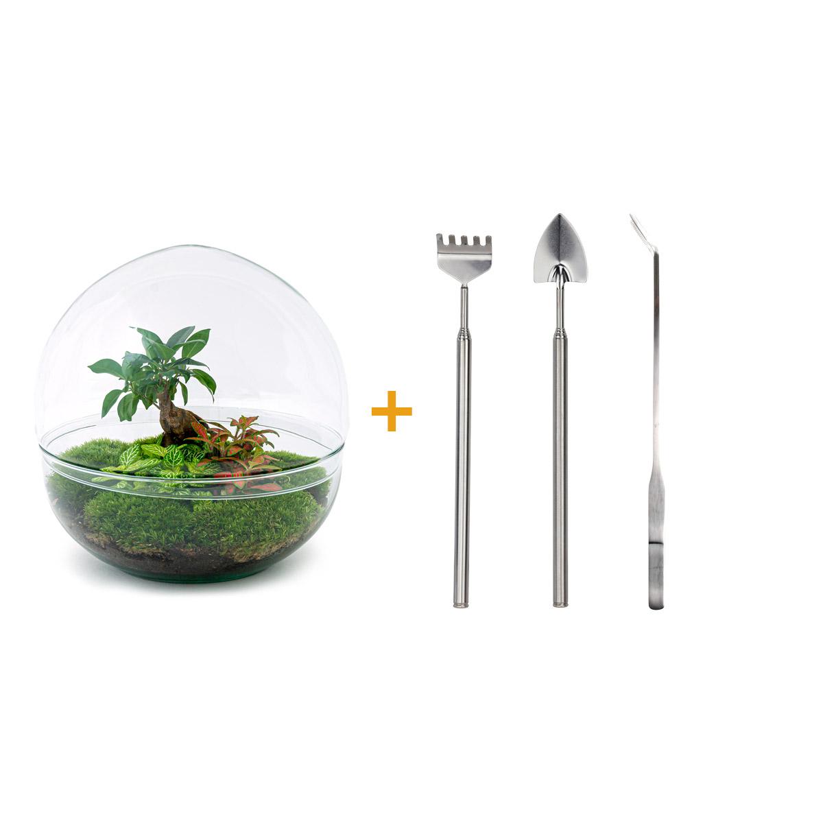 DIY-Terrarium – Kuppel XL – Ficus Ginseng Bonsai – ↕ 28 cm – Rechen + Schaufel + Pinzette