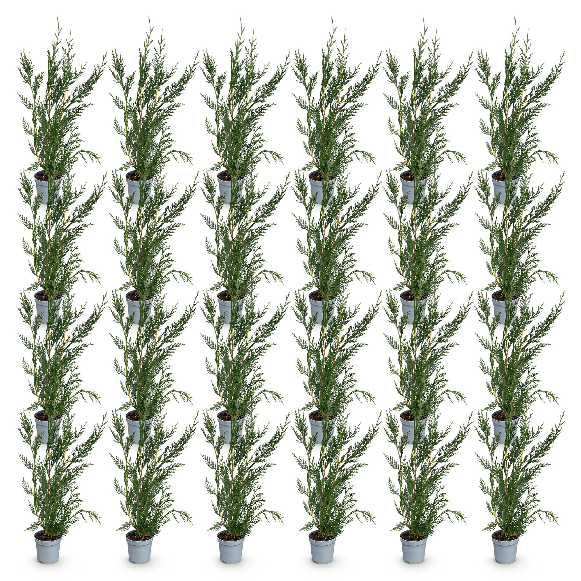 Cupressocyparis leylandii 2011 - Leylandii - 24x - Haagplanten - Groenblijvend - Groen - Pot 9cm - Hoogte 30-40cm