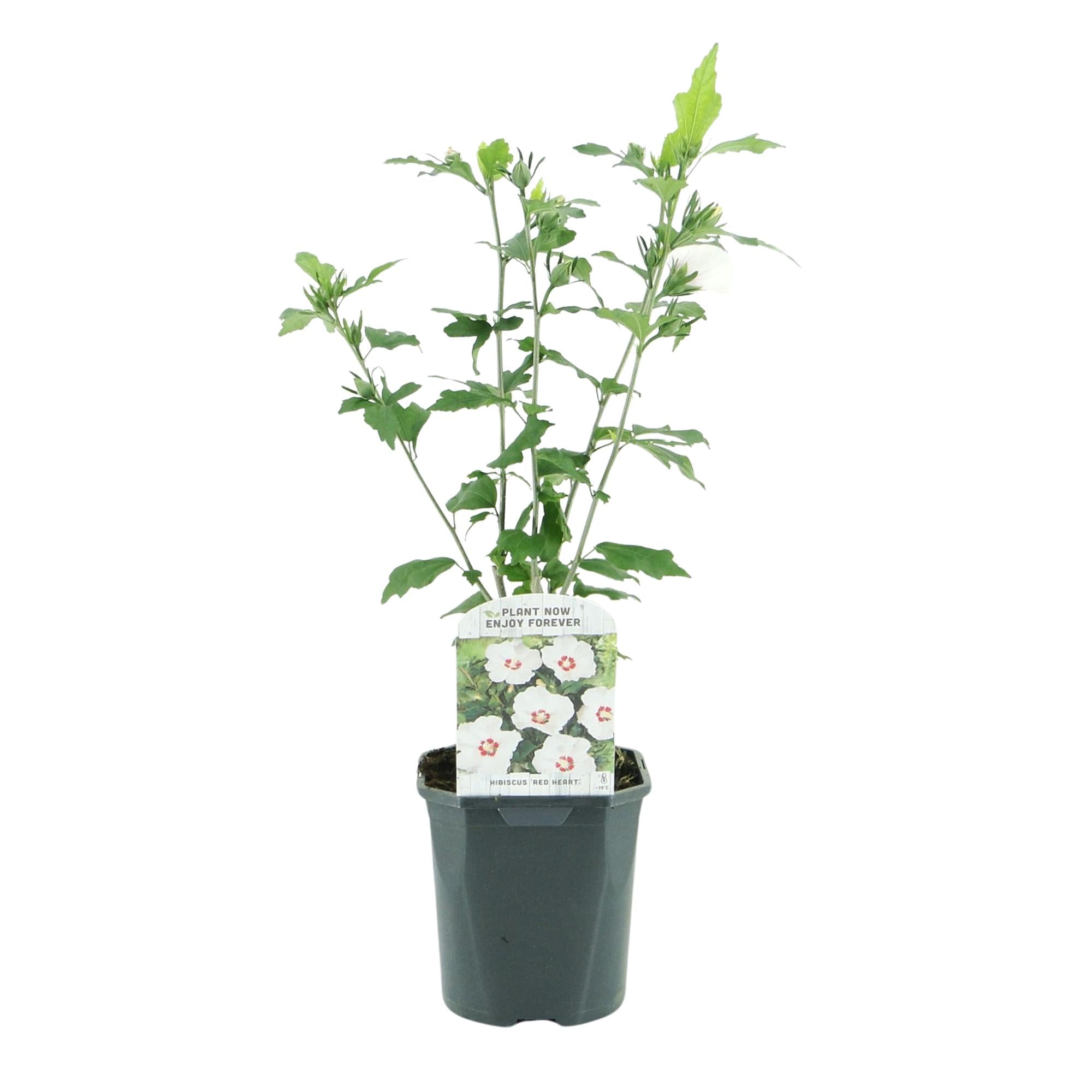 Green boutiQ – Sträucher – Hibiscus syriacus 'Red Heart' – Weiße Blüte mit rotem Herzen – 1 Pflanze – Laubabwerfend – Pflegeleicht – Topf: 17 cm, Höhe: 45 cm