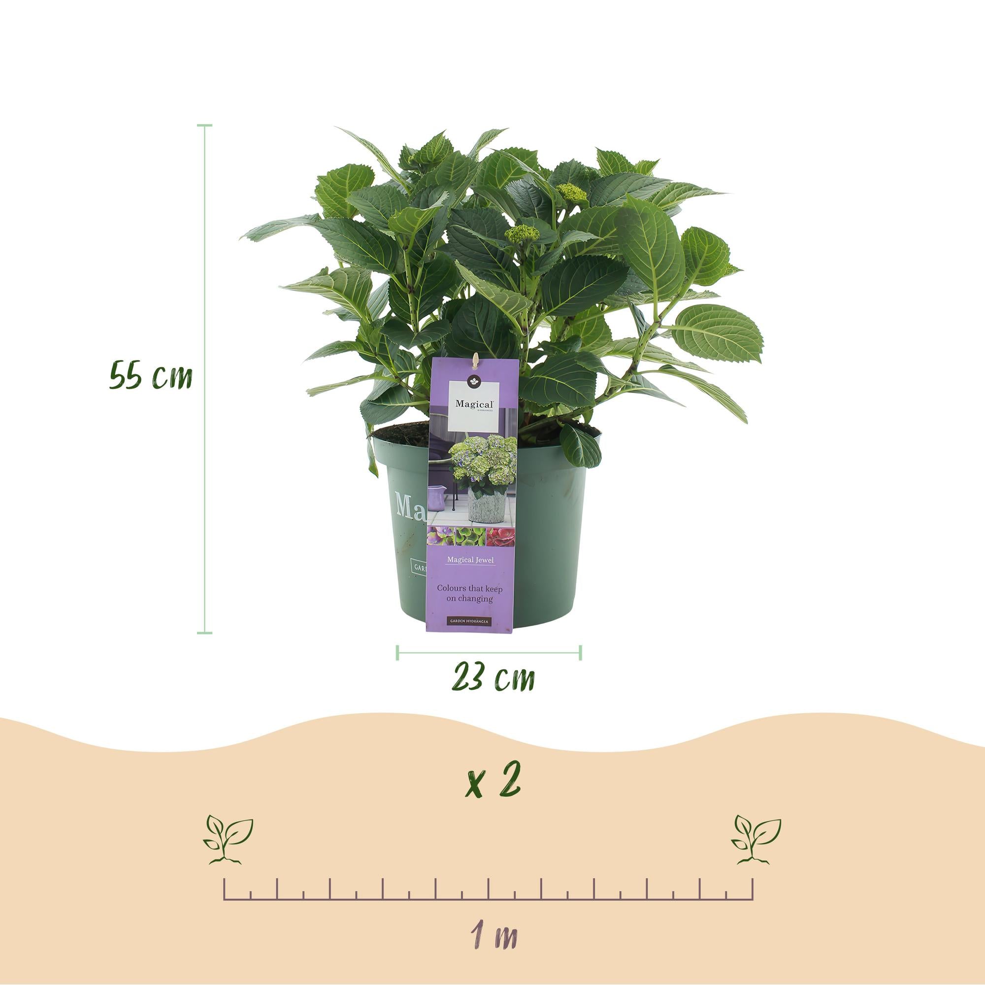 Hortensia - Hydrangea Magical Jewel Blue - Blauw - 6-10 Bloemen - 2 Planten - Pot 23cm Hoogte 55cm