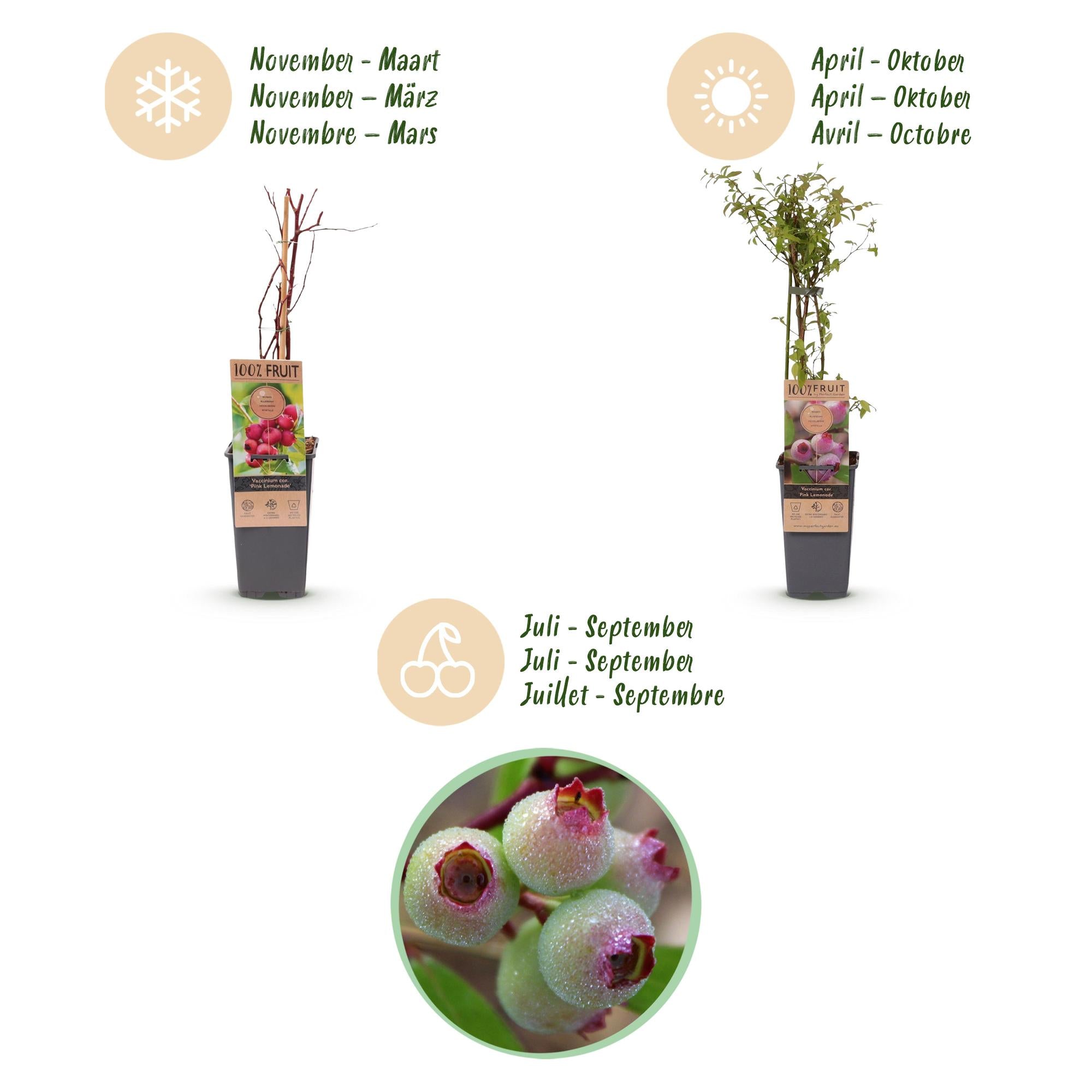 Vaccinium cor. Pink Lemonade - Roze Bosbes - Winterhard - Roze Bes - 2 Planten - Pot 15cm - Hoogte 50cm