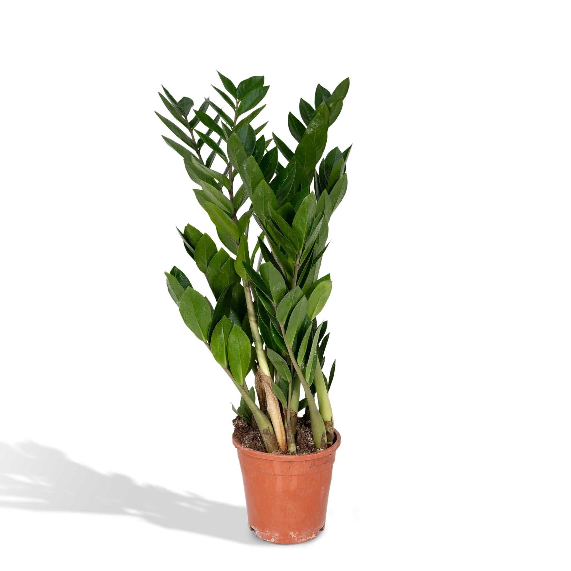 Zamioculcas Zamiifolia - Ø17 cm - ↕70 cm