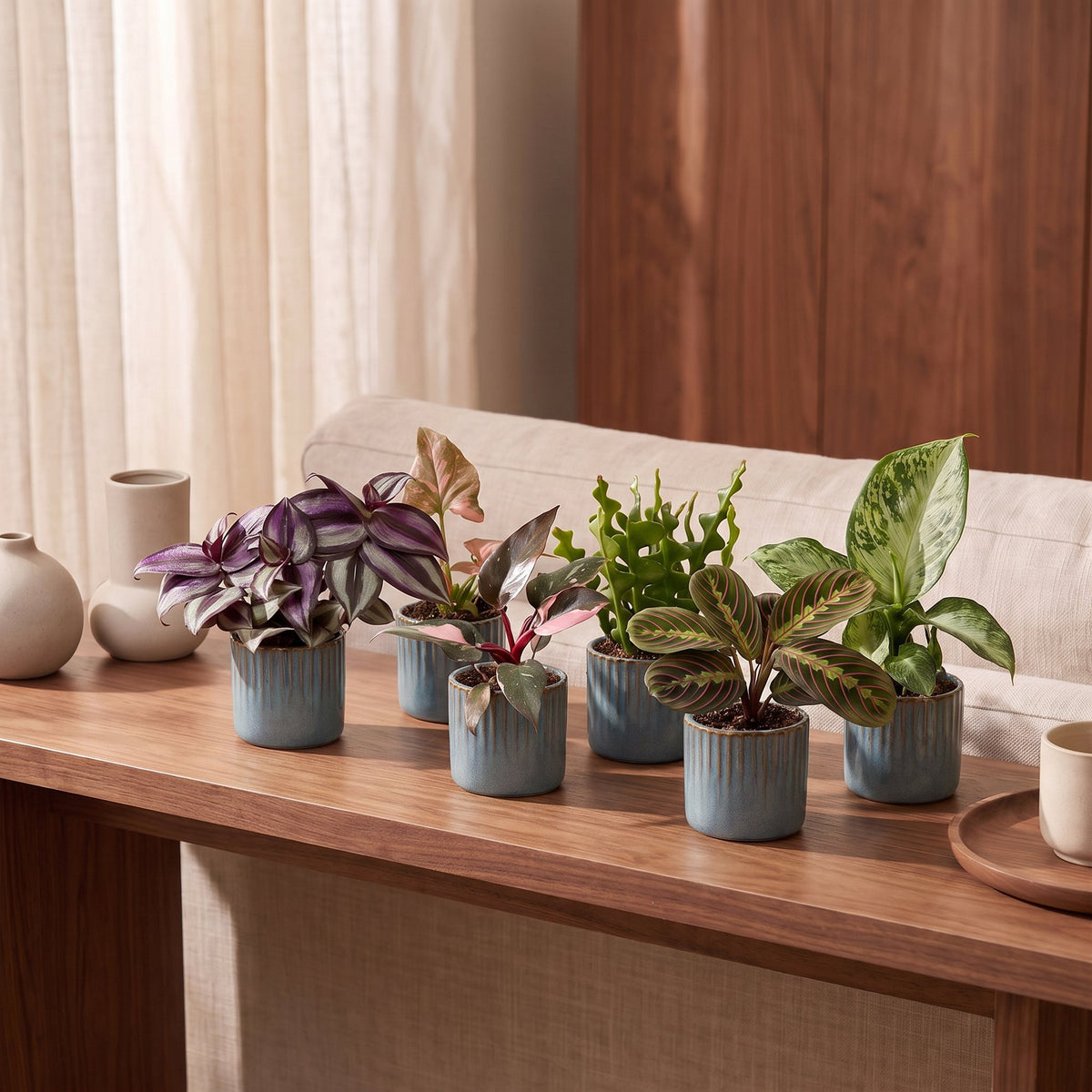 Baby Plants Surprise Box 6x - Verrassingsbox kleine planten - Diversen - Tropisch - incl. Linnea Misty Blue - Ø6cm - ↕5-15cm