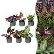 Baby Plants Surprise Box 6x - Verrassingsbox kleine planten - Diversen - Tropisch - incl. Linnea Misty Blue - Ø6cm - ↕5-15cm