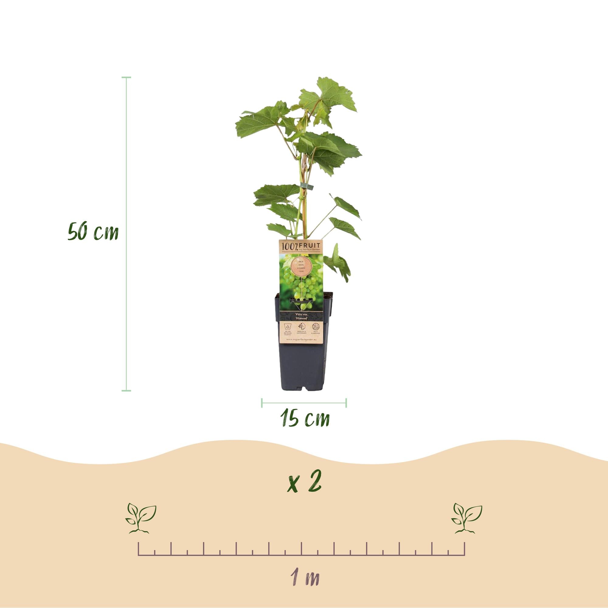 Paarse & Witte Druif -  Vitis vinifera Vanessa & Himrod  - Pitloos - 2 planten - Pot 15cm Hoogte 50cm
