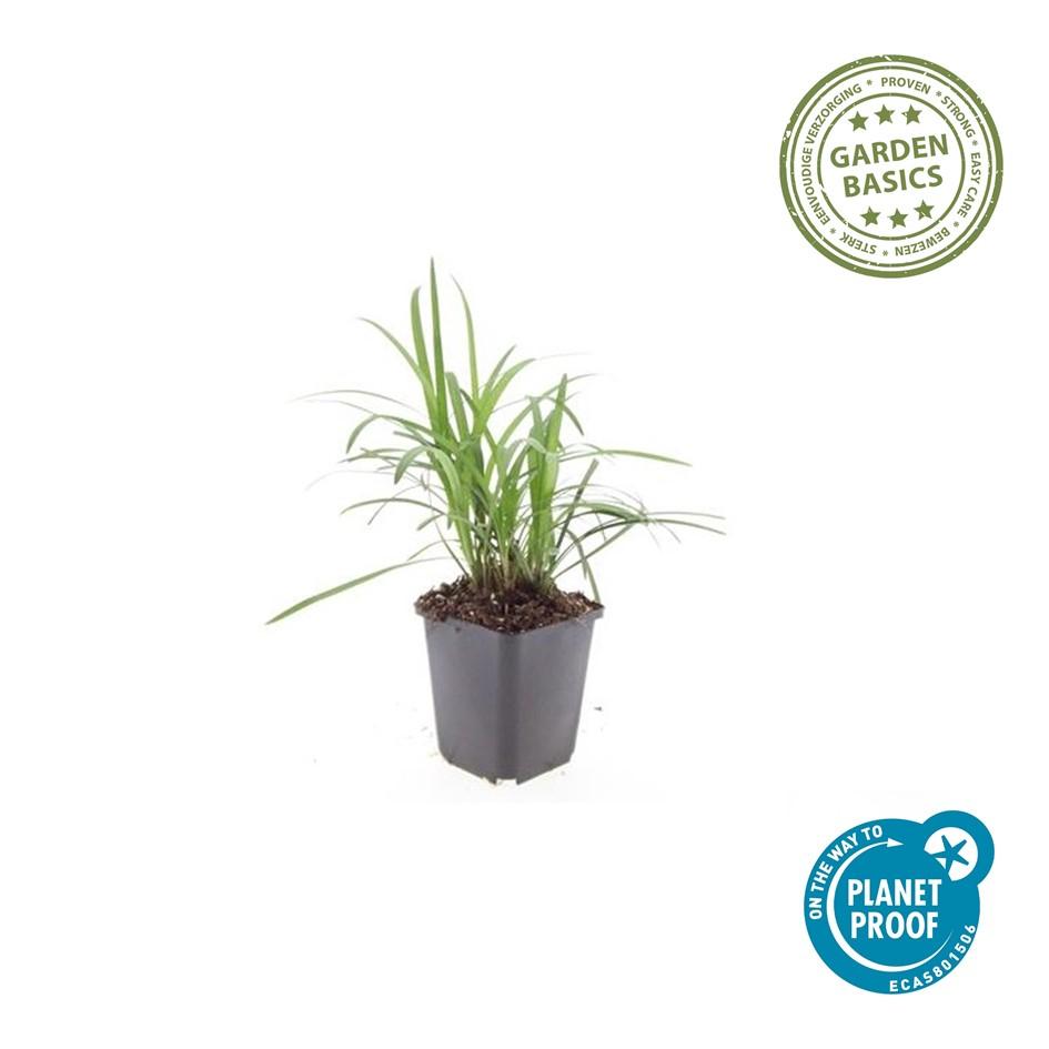 24 Liriope muscari 'Monroe White' - ↕10-25cm - Ø9cm