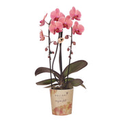 Orchidées Kolibri | Orchidée rose saumon, pot de 12 cm de diamètre | Narbonne | Plante d'intérieur fleurie - fraîchement cueillie