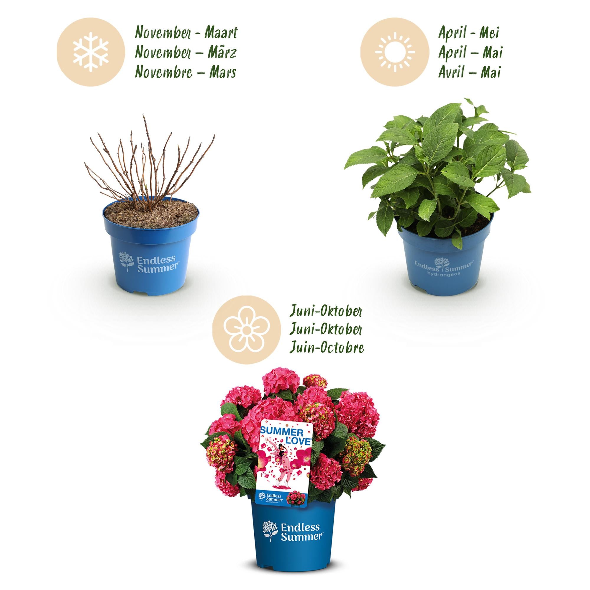 Hydrangea Endles Summer Summer Love Red - Hortensia - Winterhard - Rood - 1 Plant - Pot 14cm - Hoogte 20-25cm