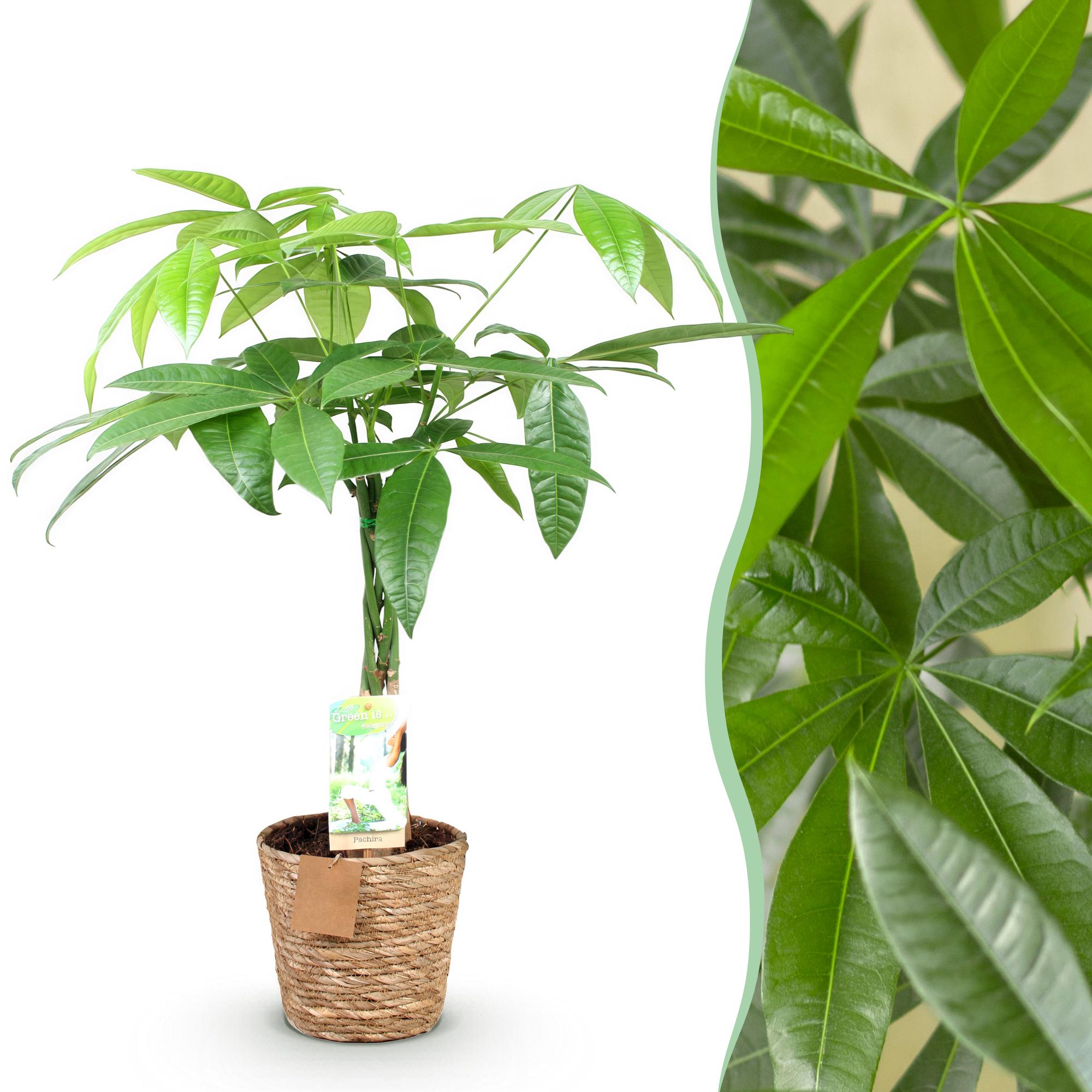 Pachira Aquatica gevlochten stam - Geldboom - met mand - Pot 17cm - Hoogte 60-70cm
