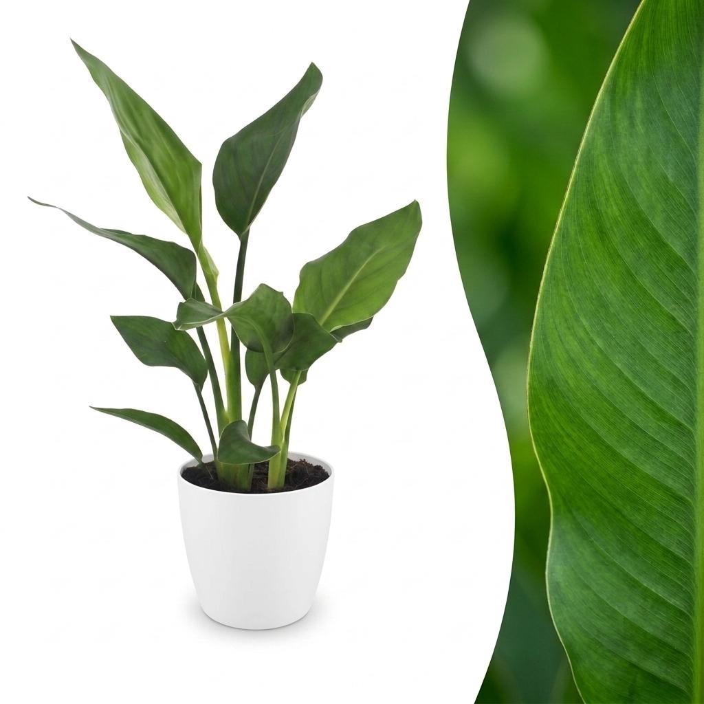 Strelitzia Reginea - Paradijsvogelbloem - met Potter Wit - Pot 12cm - Hoogte - 35cm
