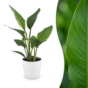 Strelitzia Reginea - Paradijsvogelbloem - met Potter Wit - Pot 12cm - Hoogte - 35cm