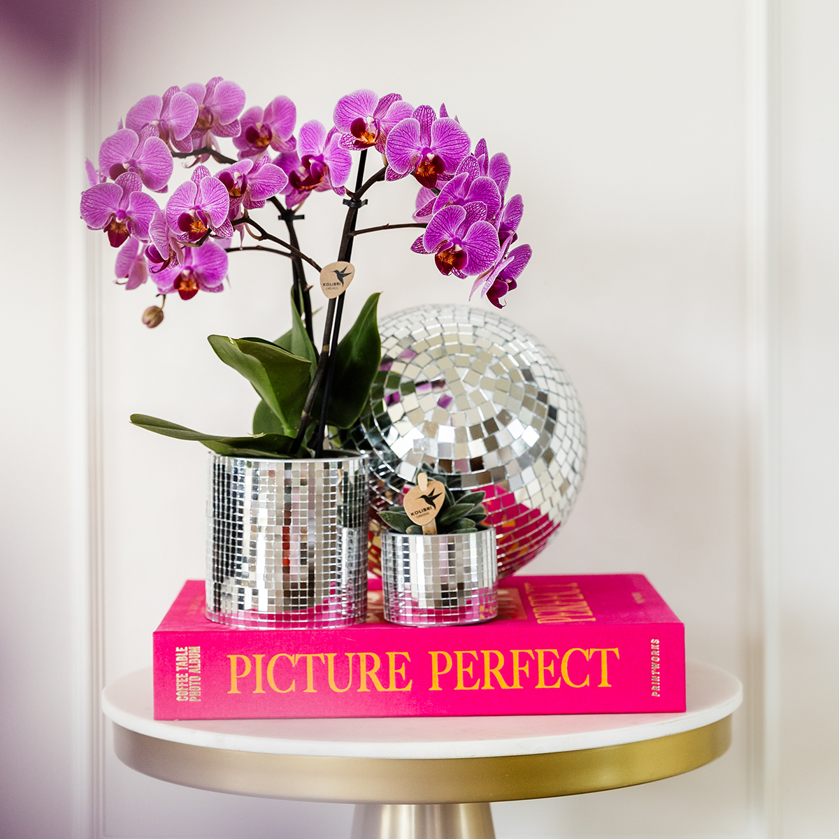 Kolibri Orchids | COMBI DEAL of 4 Phalaenopsis orchids - Vienna - pot size Ø9cm | flowering houseplant - fresh from the grower
