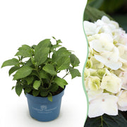 Hydrangea Endles Summer The Bride - Hortensia - Winterhard - Wit - 1 Plant - Pot 14cm - Hoogte 20-25cm