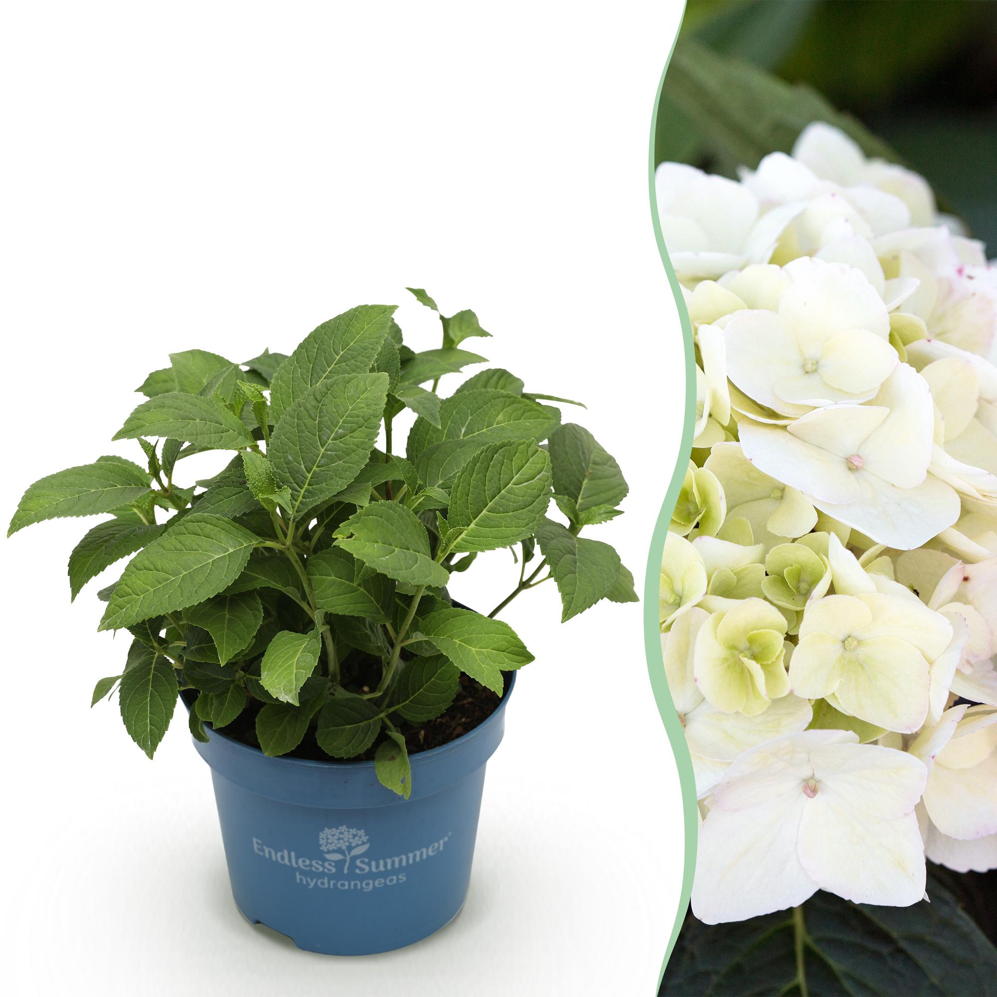 Hydrangea Endles Summer The Bride - Hortensia - Winterhard - Wit - 1 Plant - Pot 14cm - Hoogte 20-25cm