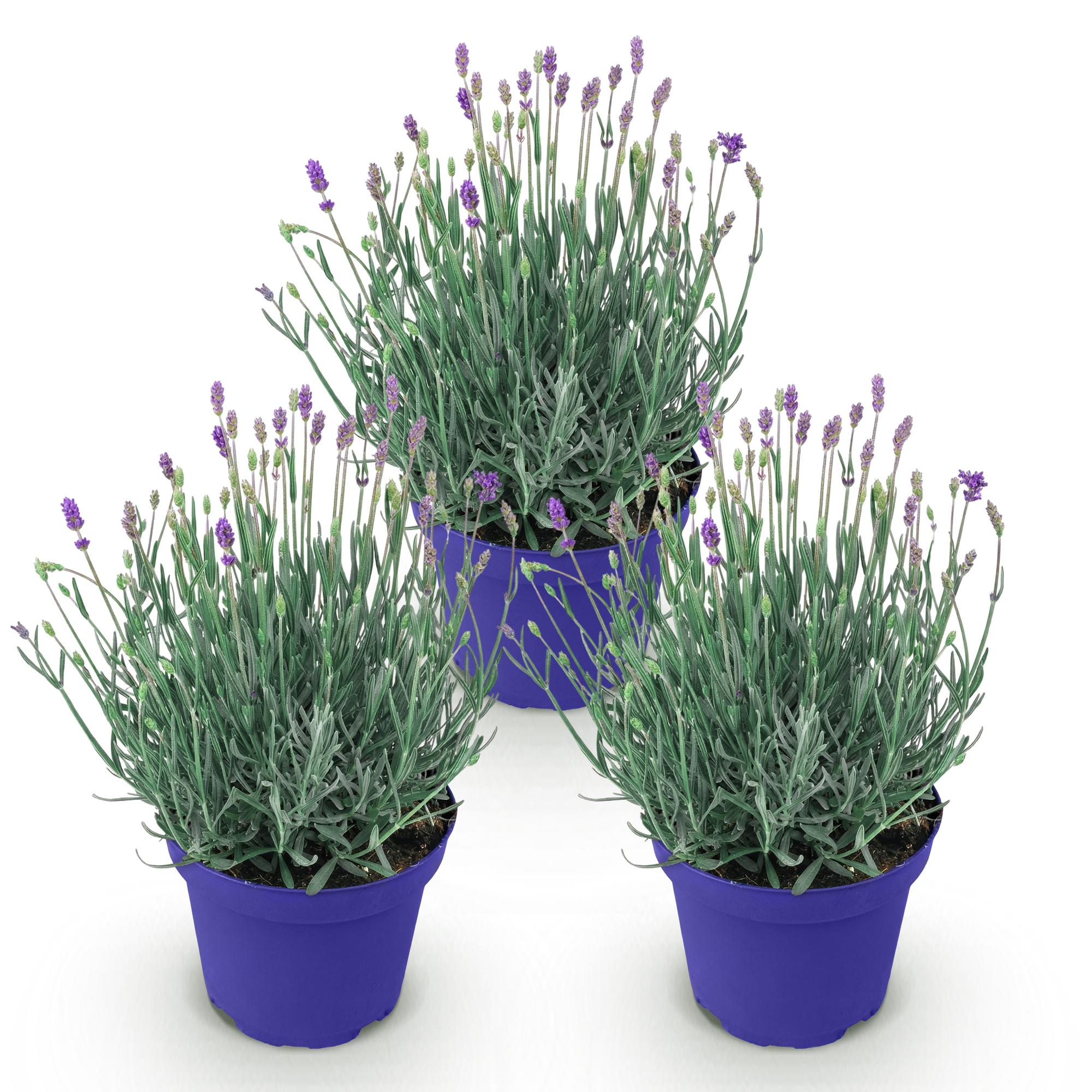 Lavandula angustifolia Hidcote - Lavendel - Winterhard - Paars - 3 Planten - Pot 12cm - Hoogte 20-25cm