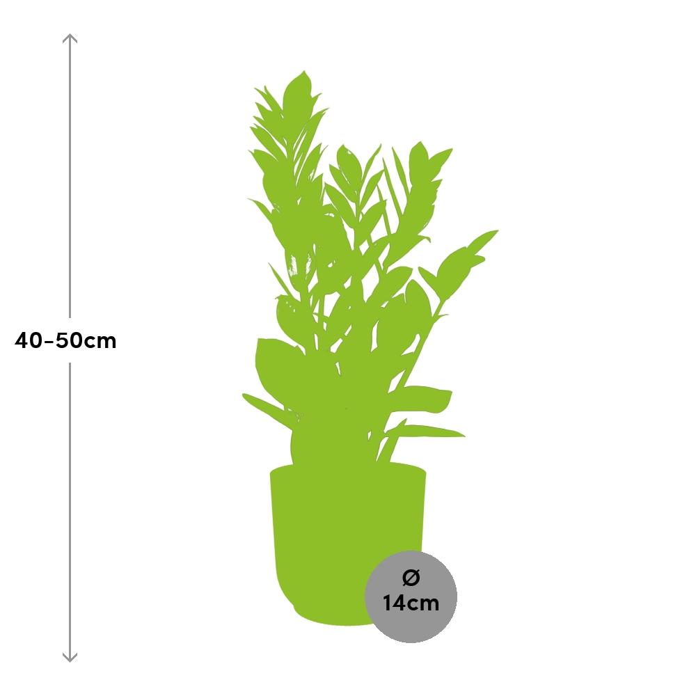 Zamioculcas – Altezza 45-50 in ELHO Vibes Fold 14cm giallo