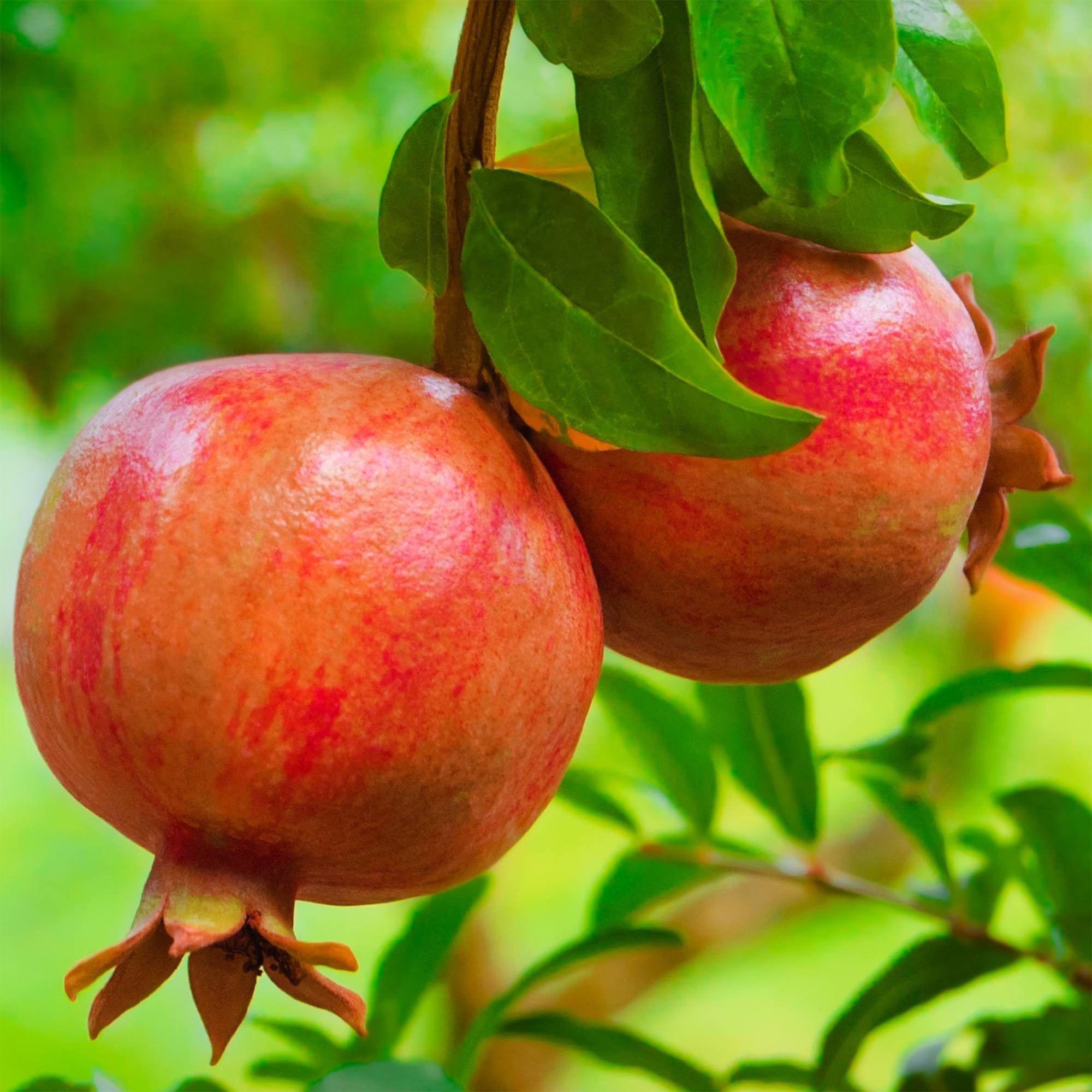 Punica granatum - Granaatappel - Winterhard - Rood-Oranje Vrucht - 2 Planten - Pot 15cm - Hoogte 50cm