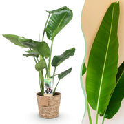 Stelitzia Nicolai - Paradijsvogelbloem - Weinig onderhoud - met mand - Groen - 1 Plant - Pot 17cm - Hoogte 70-90cm