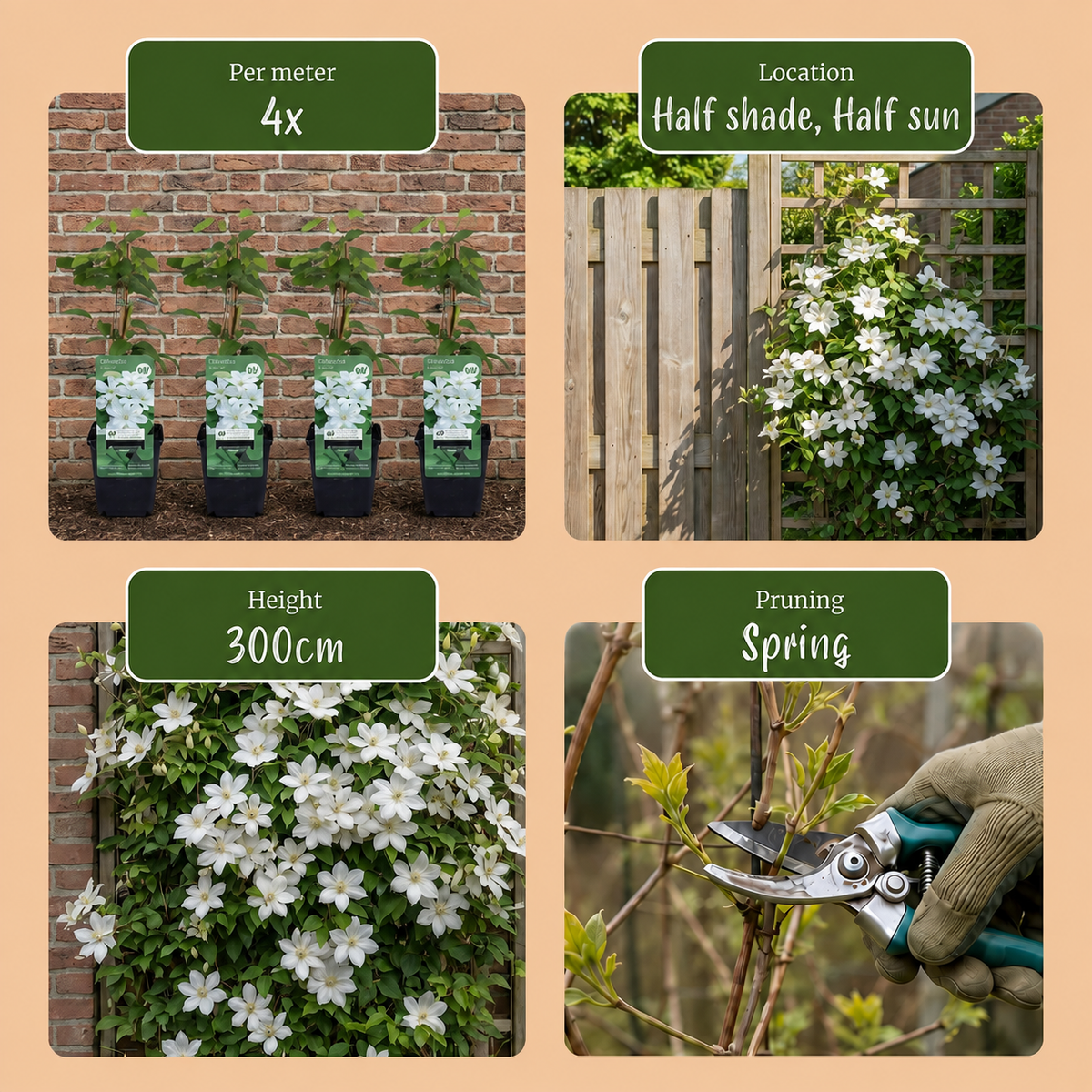 Clematis Jackmanii Huldine - Bosrank 6x - Wit - Klimplant - Ø9cm - ↕35cm