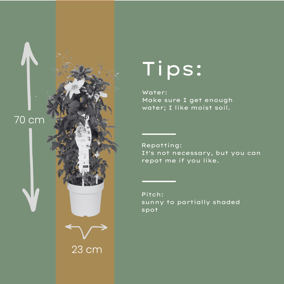 Clematis Double Up Barnadine + Masa 23cm