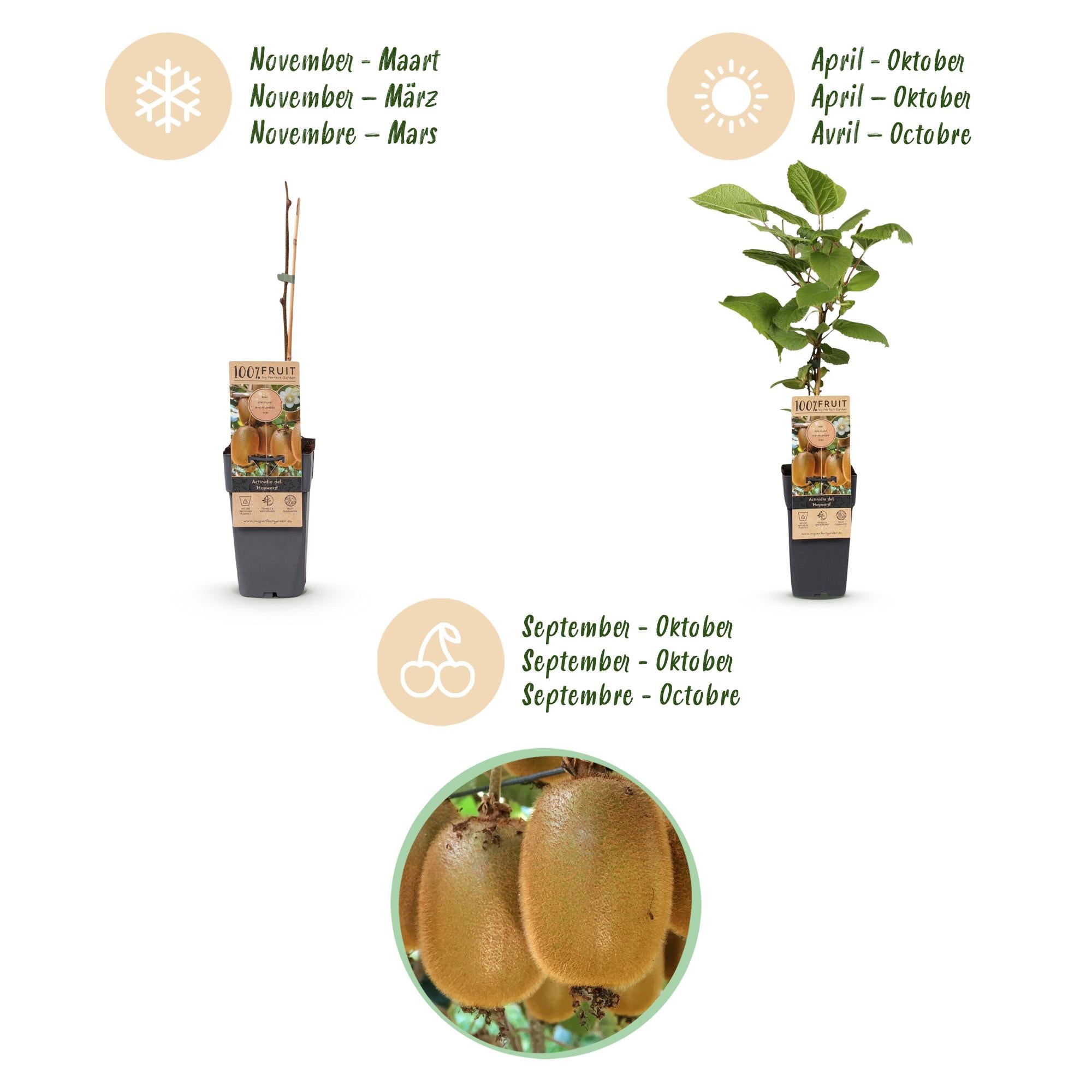 Acitinidia deliciosa Hayward - Kiwiplant - Vrouwelijk - Groene Vrucht - 2 Planten - Pot 15cm - Hoogte 50cm