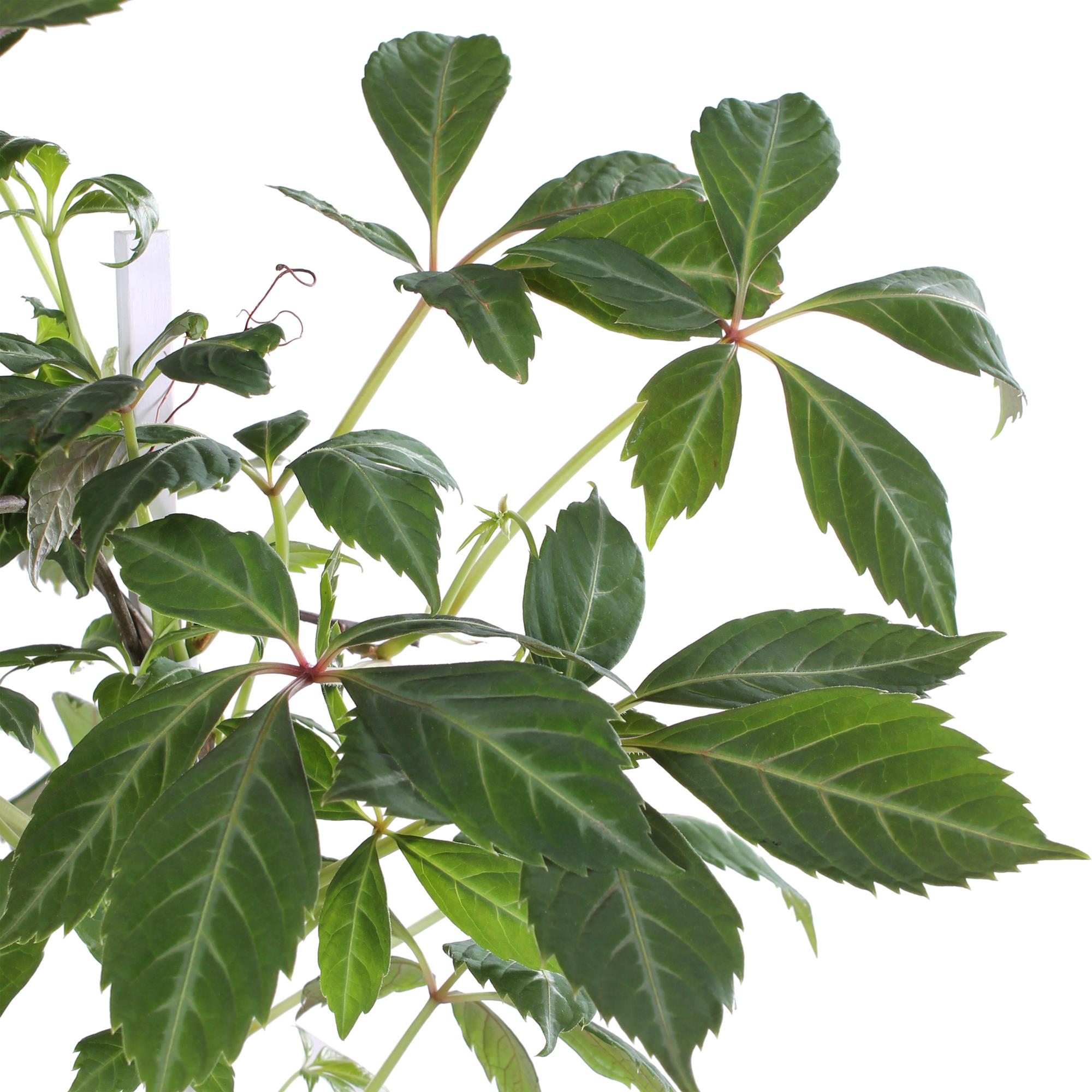 Parthenocissus henryana – Chinesische Wildrebe – Ø 15 cm – ↕ 65 cm