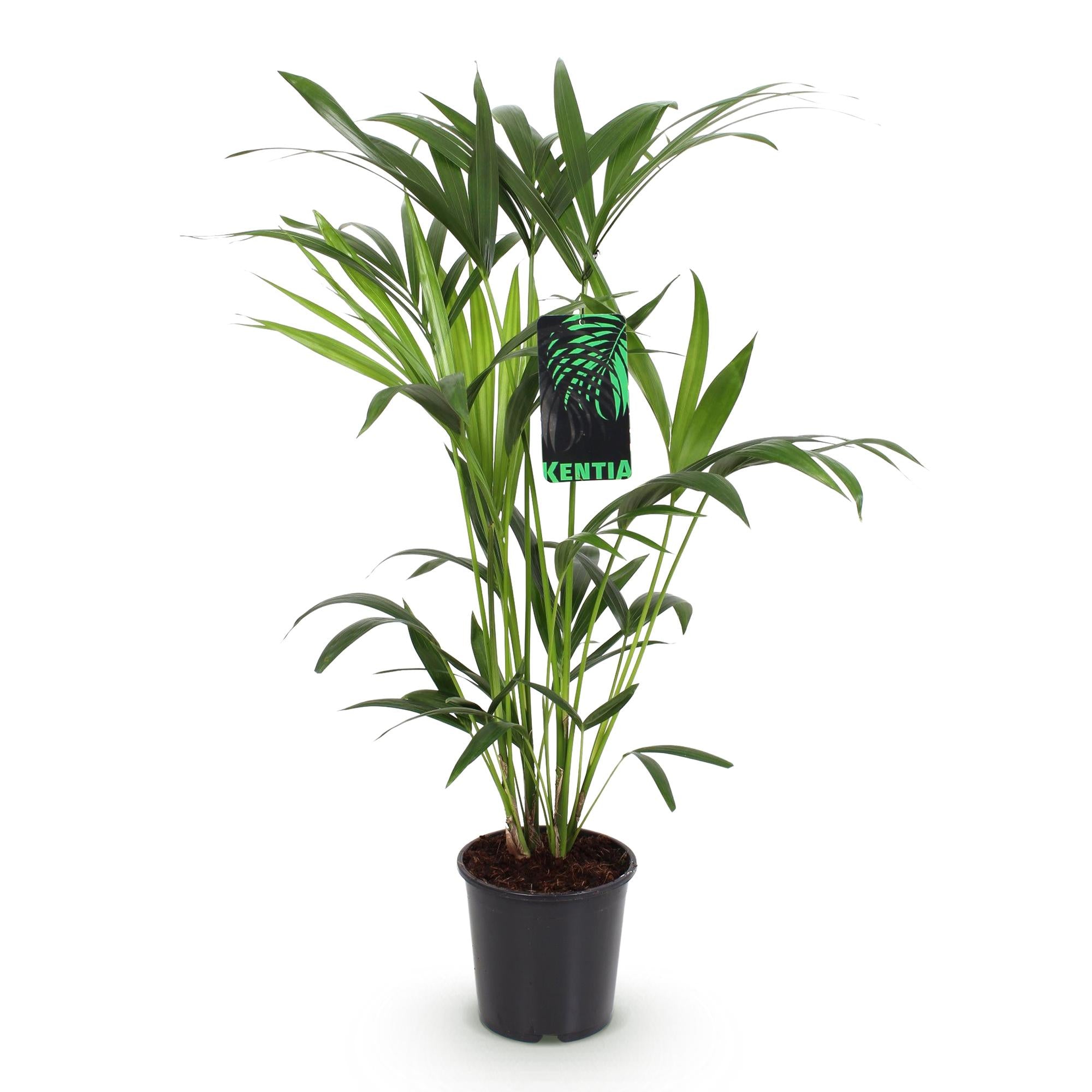 Howea Forsteriana - Kentia Palm - Weinig Onderhoud - Groen - 1 plant - Pot 19cm - Hoogte 80-85cm