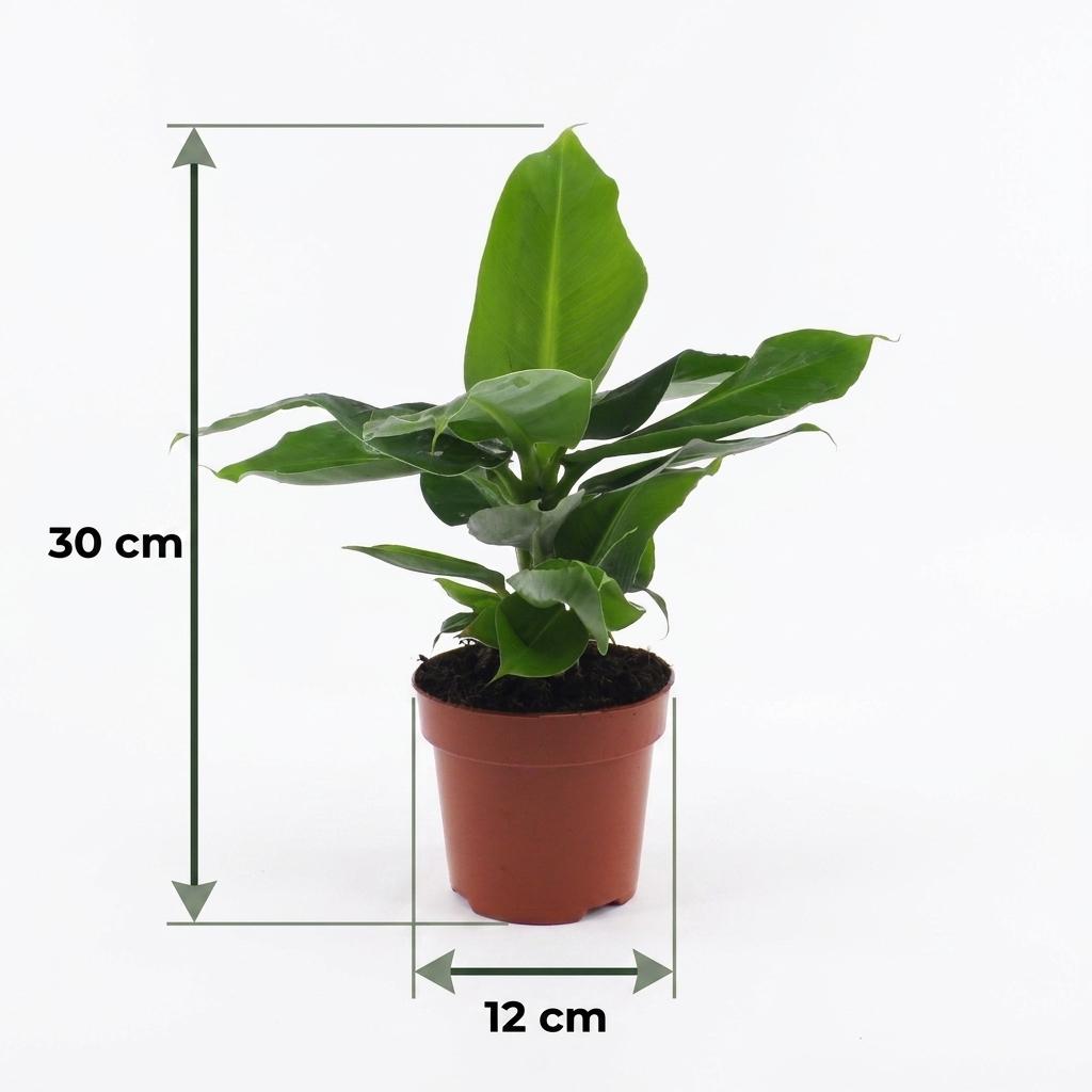 Bananier nain Musa Oriental Dwarf - Pot de 12 cm - Hauteur : 30 cm