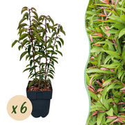 Green boutiQ - Heckenpflanzen - Prunus lusitanica Angustifolia - grünes Laub - 6 Pflanzen - 1 laufender Meter - immergrün - Topf 17cm Höhe 50cm